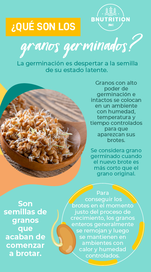 Infografía Qué son los granos germinados