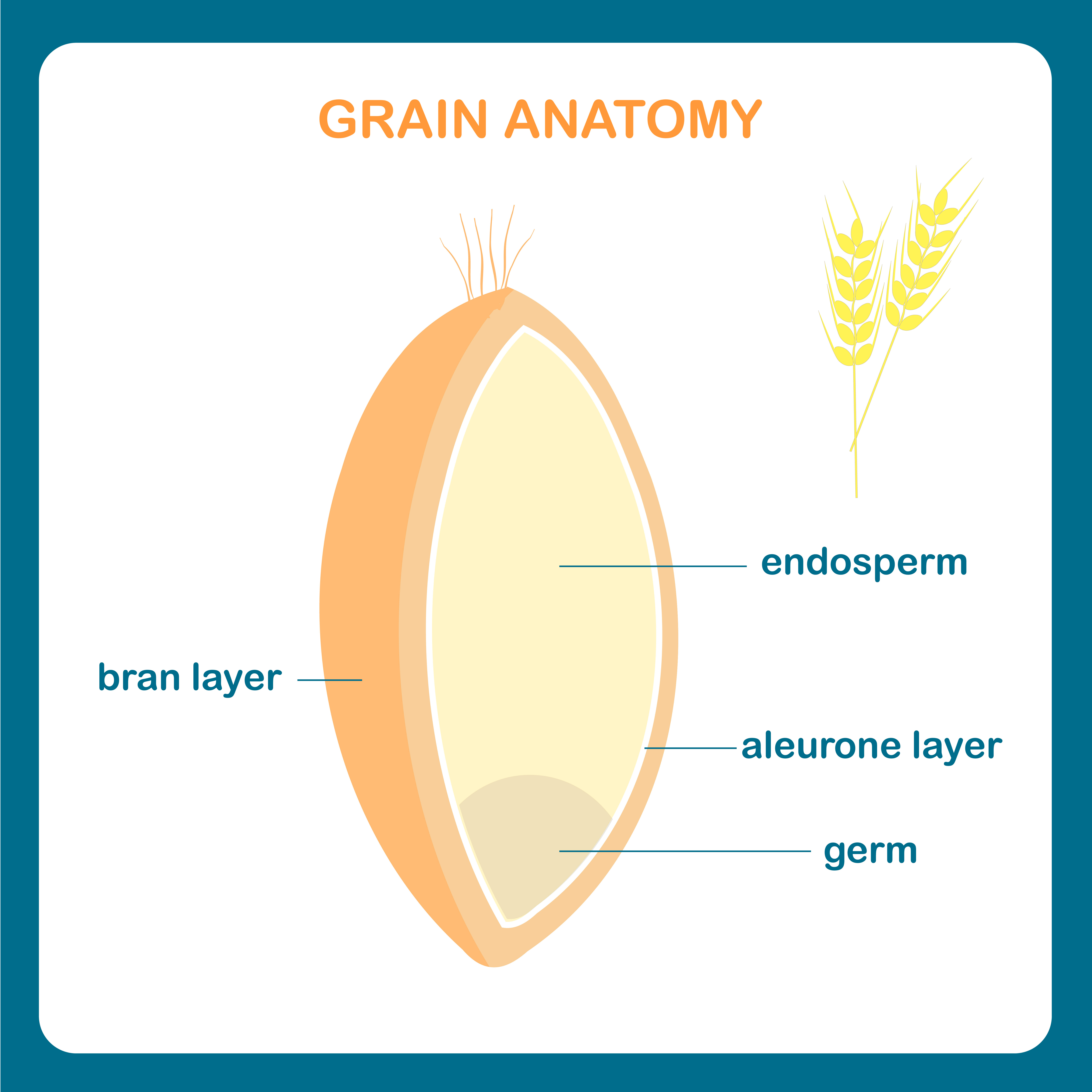 perfil nutrimental granos enteros