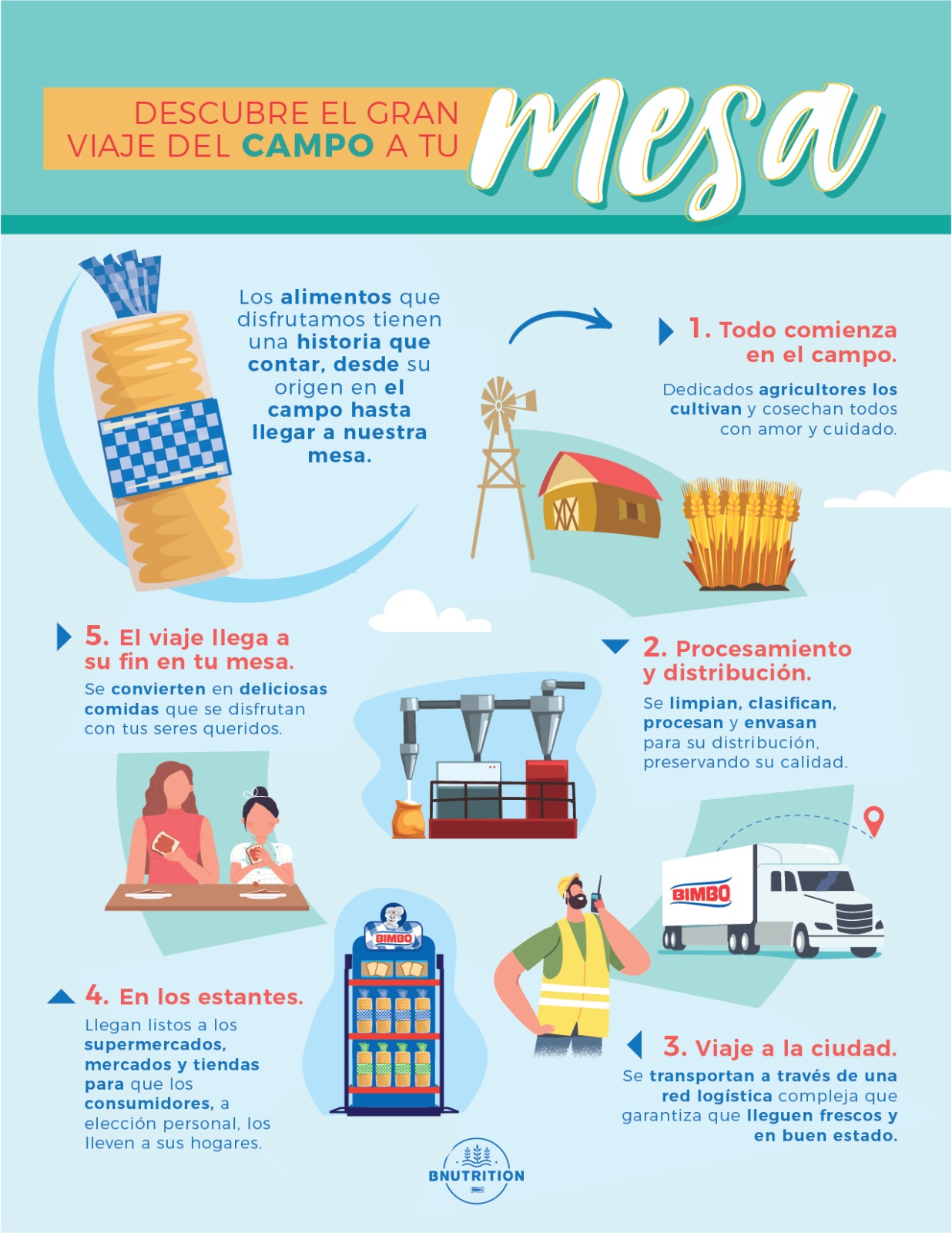 Como llega el pan del campo a tu mesa