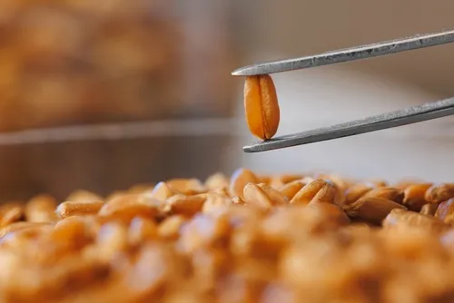 Inocuidad en la industria alimentaria