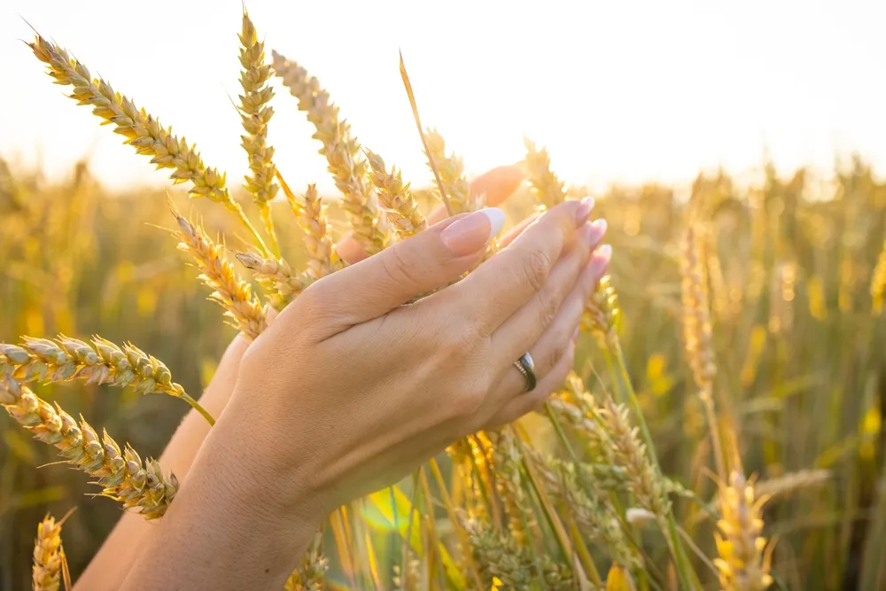 Seguridad alimentaria y procesamiento de alimentos