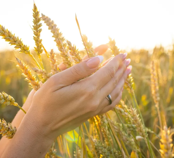 Seguridad alimentaria y procesamiento de alimentos